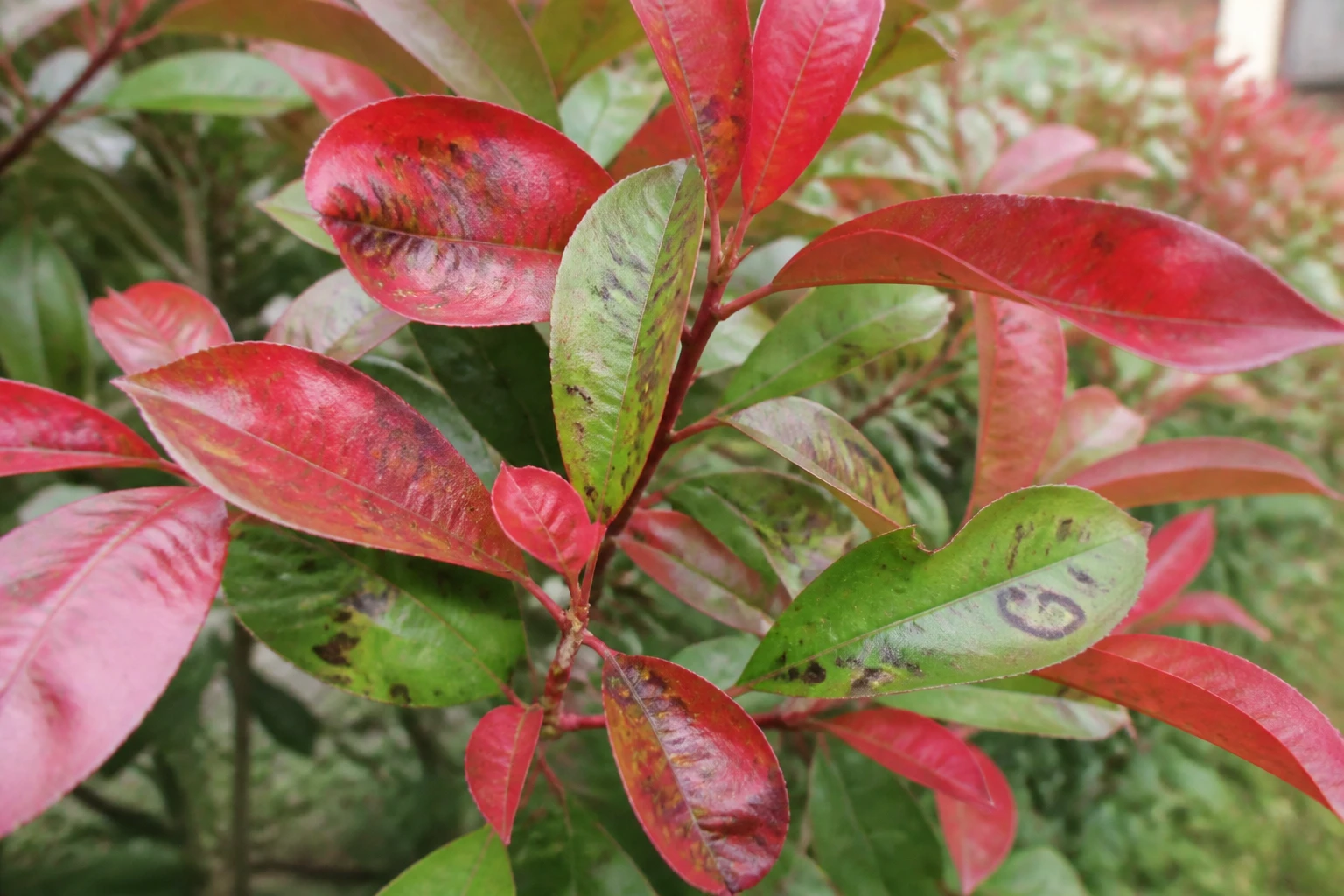 Feuilles de photinia avec taches brunes d'entomosporiose sur fond de haie jardin naturel