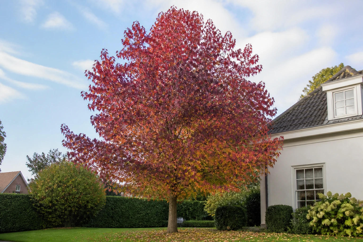 Liquidambar adulte en automne dans un jardin avec ses fruits épineux au sol