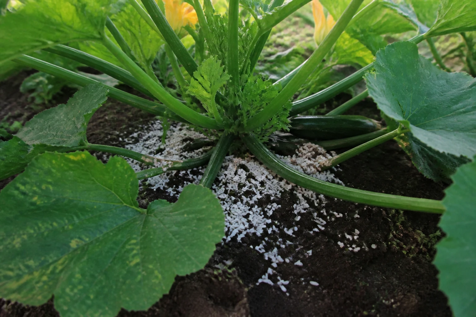 Pourquoi mettre du riz au pied des courgettes ?